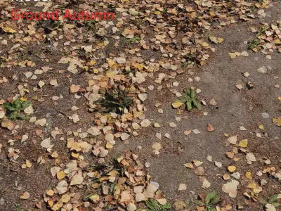 Ground autumn scan 2 3D model