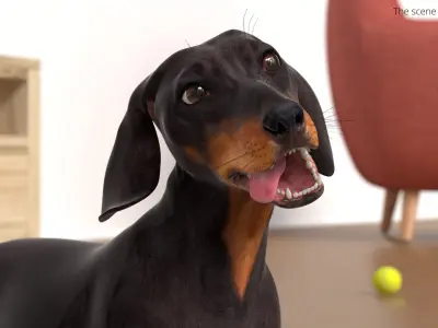  Small Breed Long Dog with Droopy Ears Black Rigged for Maya 