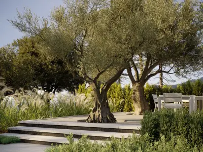  Olive Tree Collection - Include GrowFX and Mesh file 
