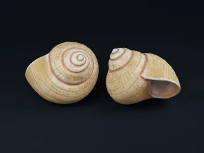 Low Poly Sea Shells Pack with Unreal Engine 5 Project Low-poly 3D model