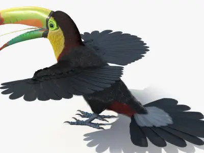  Keel Billed Toucan with Wings Spread Fur for Maya 