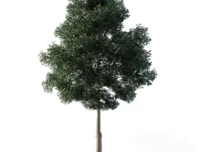 Small Leaved Lime Tree 4 Low-poly 3D model
