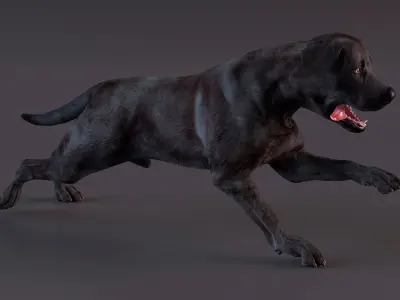  Black Labrador Dog Running Animated Rigged for Maya 