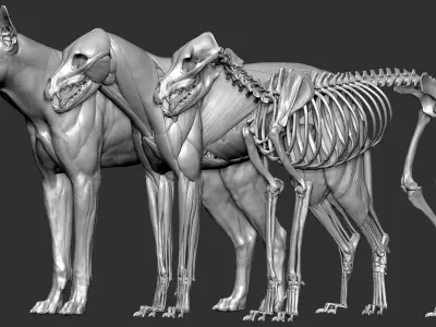  wolf VFX MUSCLE SIMulation 
