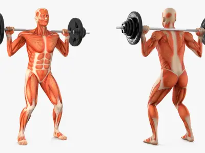 Anatomy Male Muscular System Squats Animated Rigged for Maya 