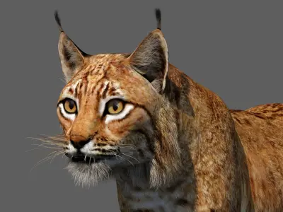  Animated Caracal and Lynx Tufted-Ear Wildcats 3D Bundle 
