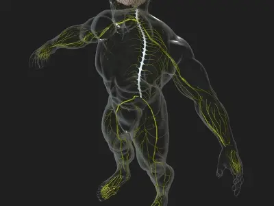 Human Central Nervous System with Skeleton 3D model