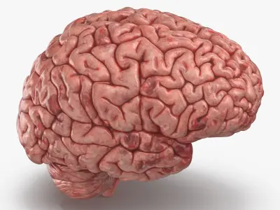  Human Brain (3D Printable) 