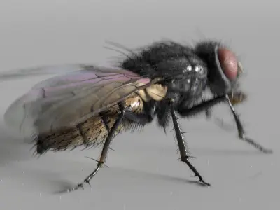 housefly 