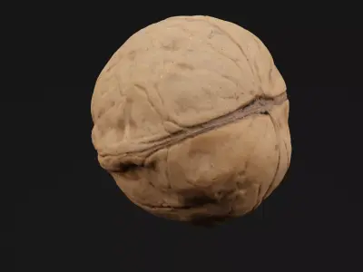 Walnut  3D model