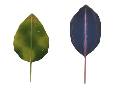 Leaves Low-poly 3D model