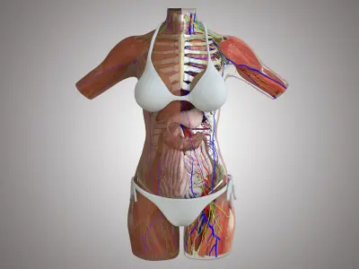 Detailed African American Female Torso Medical Edition 3D model