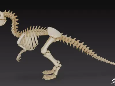 Velociraptor fossil Low-poly 3D model