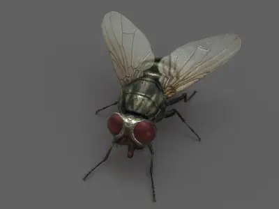  Housefly (2) (Rigged) 