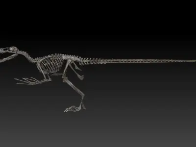Velociraptor Skeleton - Full 3D Raptor dinosaur bones 3D model