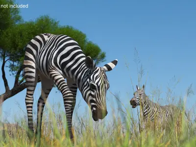  Young Zebra Rigged for Cinema 4D 