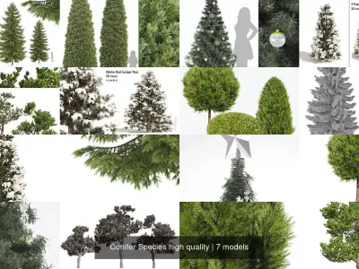 Conifer Species high quality 3D Model Pack