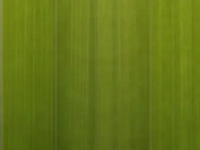 Mansion in the woods Free 3D model