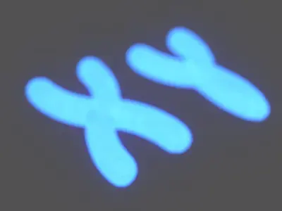 Chromosome 3D model