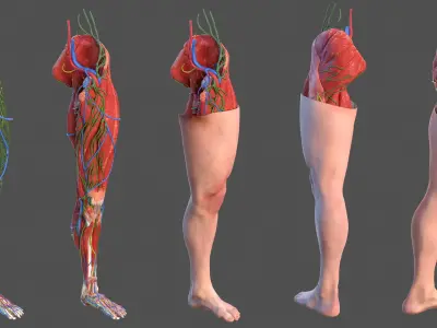  Male Leg Full Anatomy and Skin 