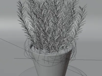Rosemary plant in pot 3D model