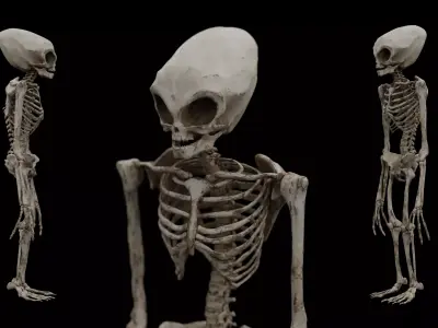 Humanoid Alien Skeleton  Low-poly 3D model