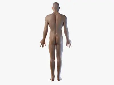  Full Male Anatomy Simplified 