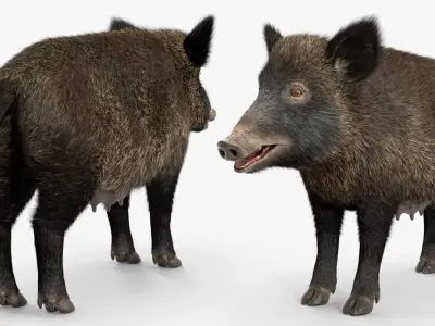  Wild Boar Female Fur Rigged for Maya 