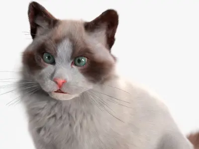  Ragdoll Cat Sitting Pose Fur 