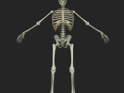 Muscular African American Male With Full Body Skeleton 3D model
