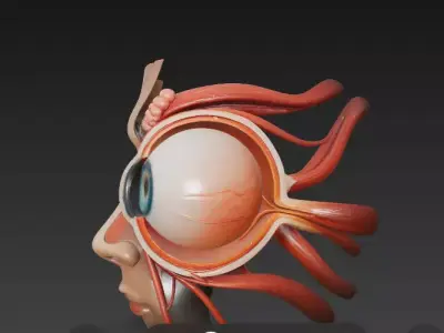 Anatomically Accurate Human Eye 3D Mode 3D model