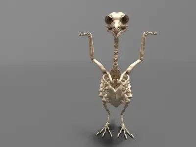 Birds - Skeletal  Low-poly 3D model purchase