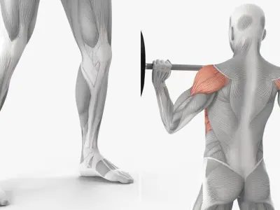  Male Muscular System Shoulder Press 