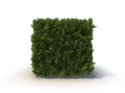 Hedge 3D model