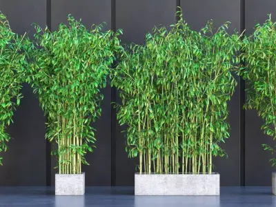 Bamboo Plants in Pots 3D model