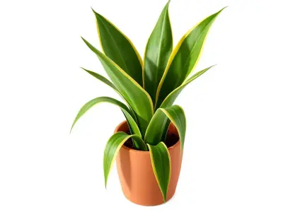 Potted Snake Plant Houseplant Low-poly 3D model