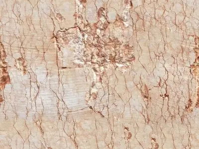 Cracked Beige Plaster Texture  Texture