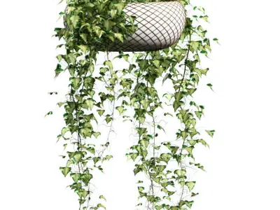 Ivy in hanging pots - 4 models 3D model
