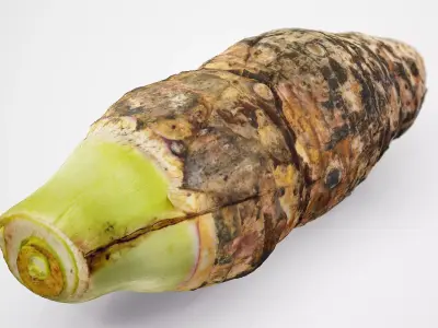 Taro Root - Photorealistic Scan Low-poly 3D model