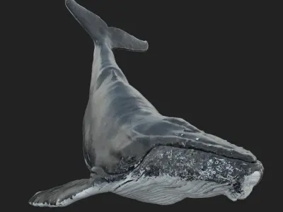  Humpback WhaleRigged 3D 