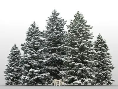  5 Abies Pinsapo Trees with snow 