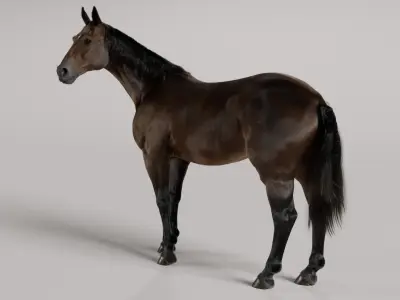  Horse Brown 