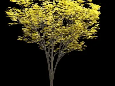 Zelkova keyaki autumn 3D model