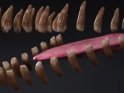  HQ Beluga Whale Mammal 