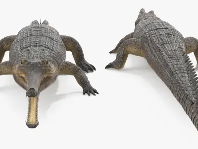  Long Snouted Gharial Crocodile 