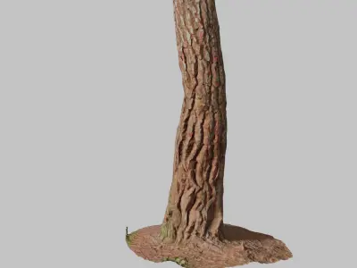 PBR Pine Tree Trunk Scan Set collection Low-poly 3D model