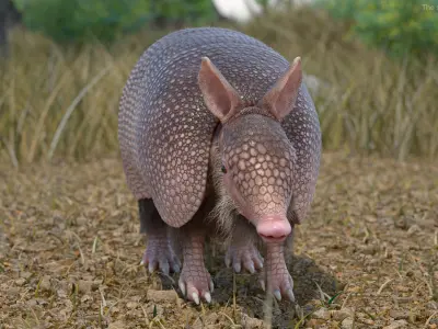  Armadillo Pink Fur for Maya 