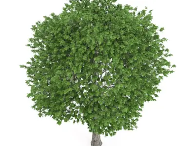 London Plane Tree Platanus acerifolia 3D model
