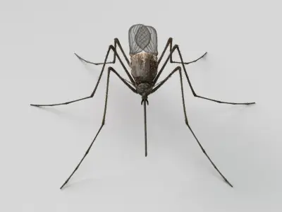  Mosquito 