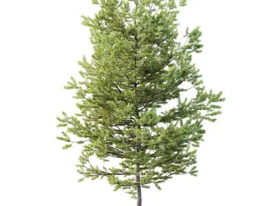 AV Plants Mountain Pine Needles Mugo Pinus Swiss 3D model